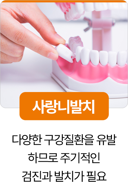디디치과 사랑니발치 구강질환 예방 검진
